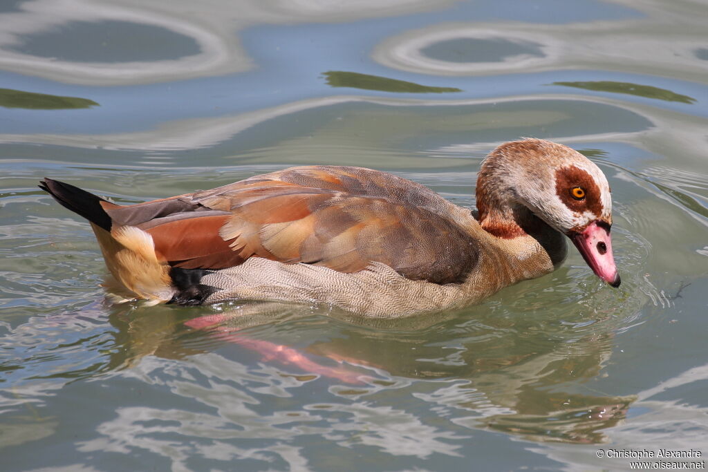 Egyptian Gooseadult