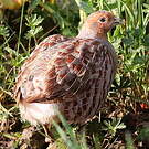 Perdrix grise