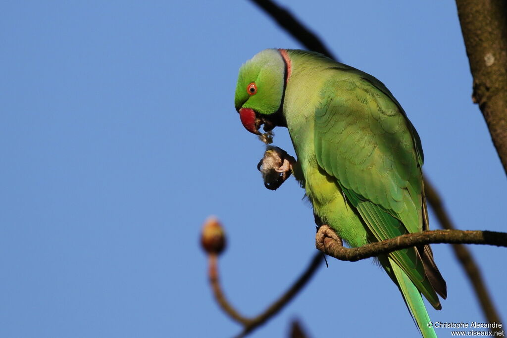 Rose-ringed Parakeetadult