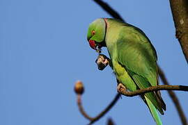 Rose-ringed Parakeet