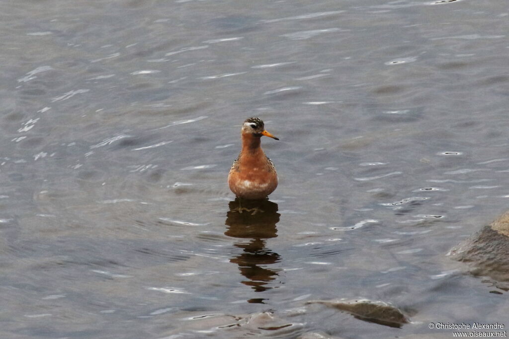 Red Phalarope male adult breeding