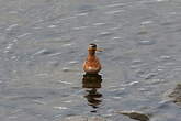 Phalarope à bec large