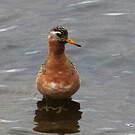 Phalarope à bec large
