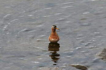 Phalarope à bec large