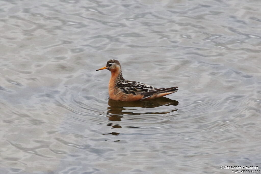 Red Phalarope male adult breeding