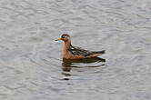 Phalarope à bec large