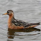 Phalarope à bec large
