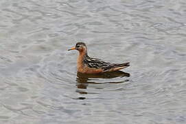 Red Phalarope