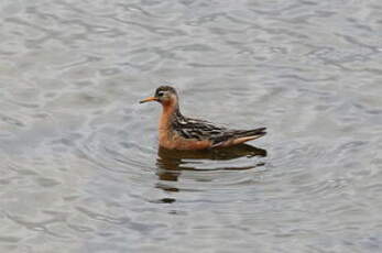 Phalarope à bec large