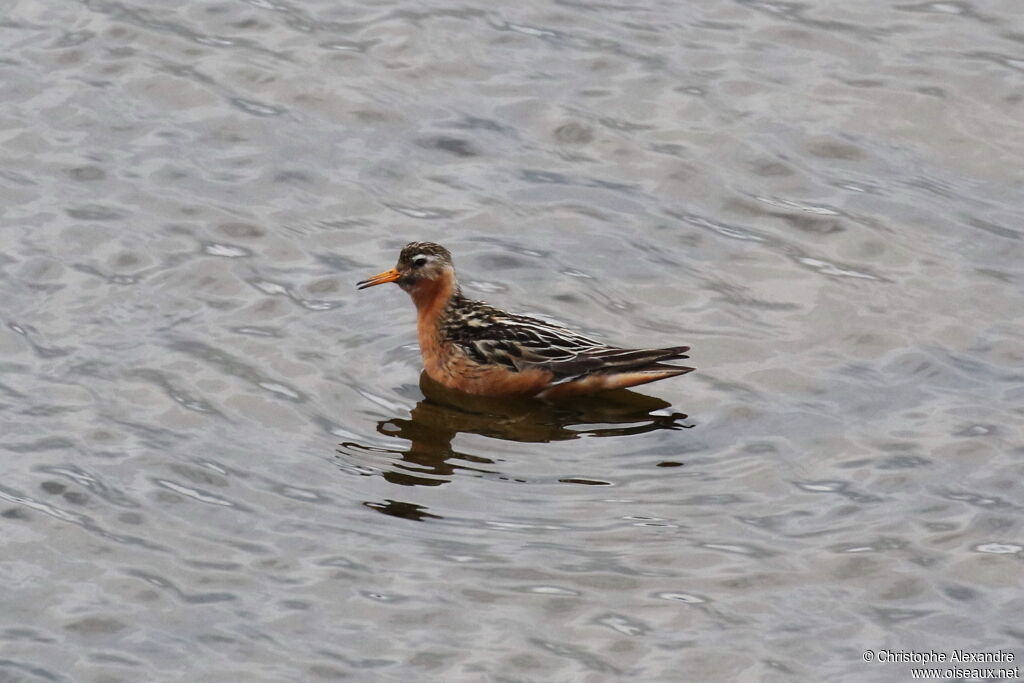 Red Phalarope male adult breeding