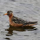 Phalarope à bec large