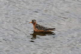 Red Phalarope