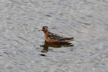 Phalarope à bec large