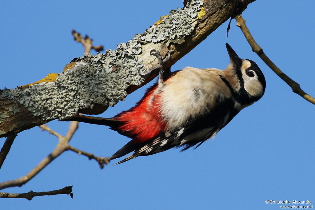 Great Spotted Woodpecker female adult