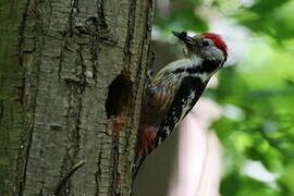 Middle Spotted Woodpecker