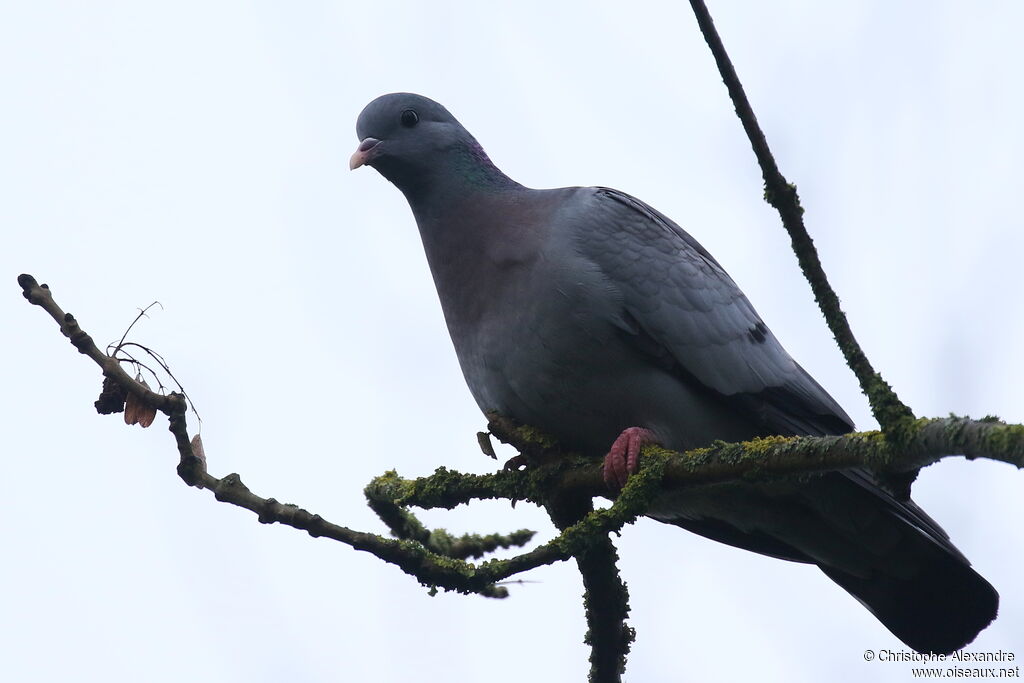 Pigeon colombin