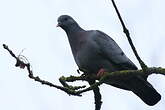 Pigeon colombin