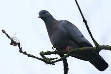 Pigeon colombin