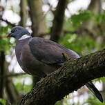 Pigeon ramier