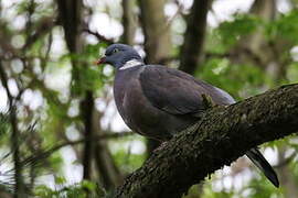 Common Wood Pigeon