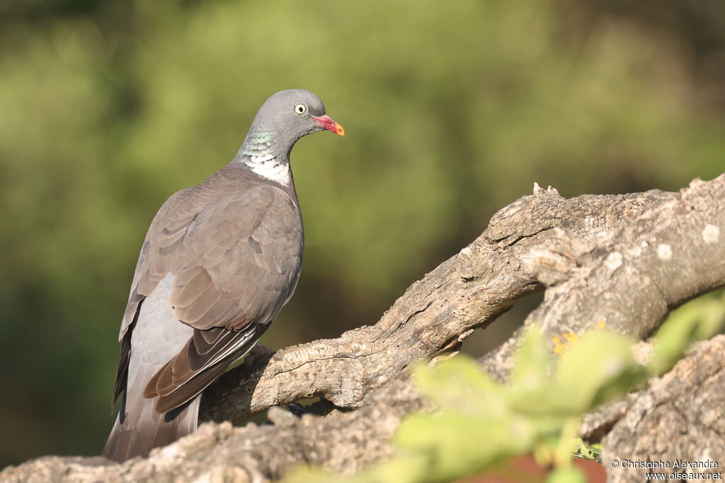 Pigeon ramieradulte