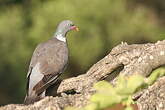 Pigeon ramier