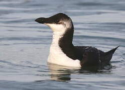 Razorbill