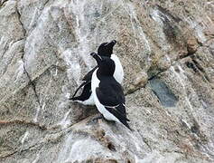 Razorbill