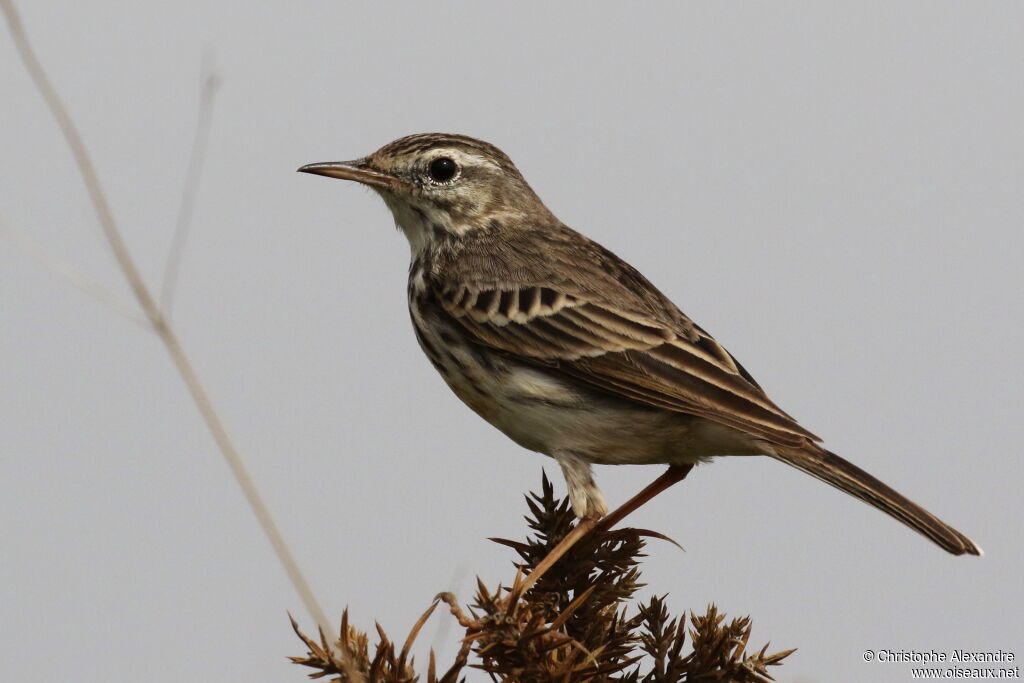 Pipit de Berthelotadulte