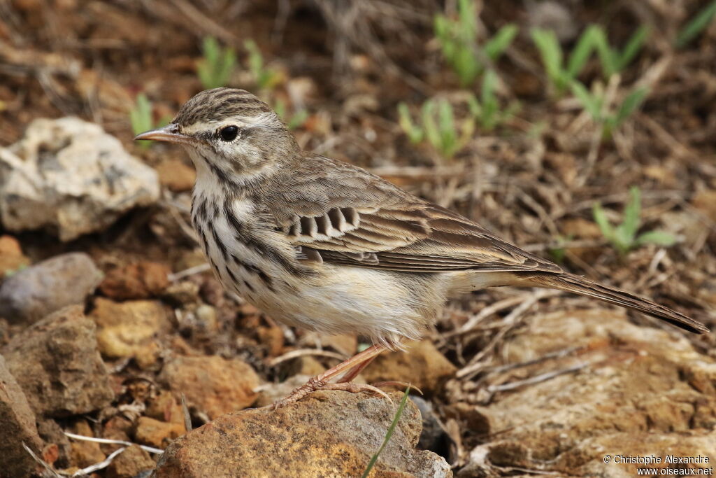 Pipit de Berthelotadulte