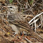 Pipit de Berthelot
