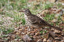 Pipit de Berthelot