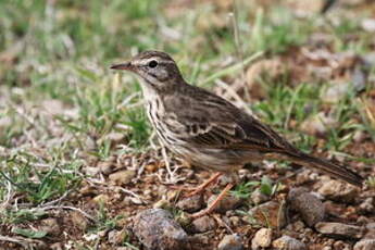 Pipit de Berthelot