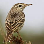 Pipit de Berthelot