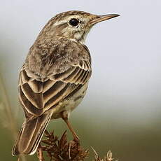 Pipit de Berthelot