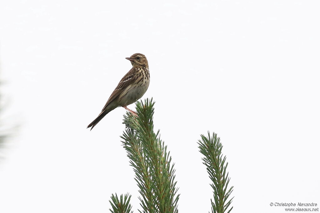 Pipit des arbres