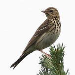 Pipit des arbres