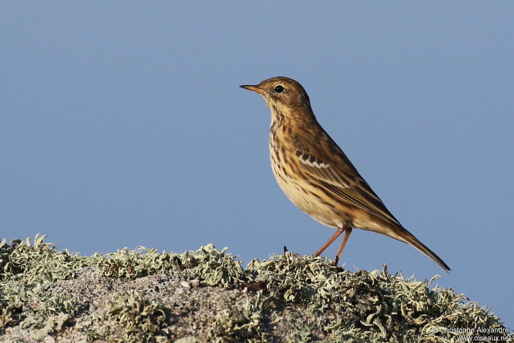 Pipit farlouse