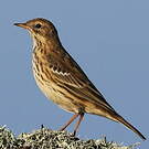 Pipit farlouse