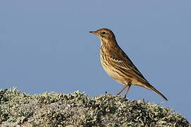 Pipit farlouse