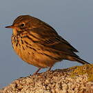 Pipit farlouse