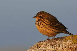 Pipit farlouse