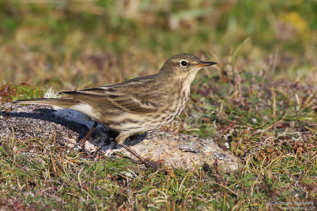 European Rock Pipit