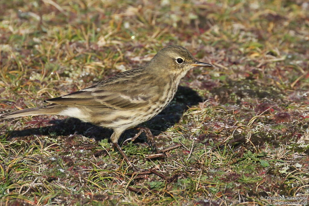 European Rock Pipit