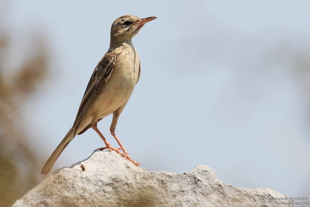 Pipit rousseline1ère année