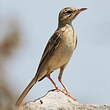Pipit rousseline