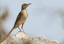 Pipit rousseline