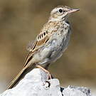 Pipit rousseline