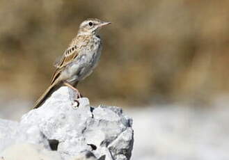 Pipit rousseline