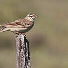 Pipit rousseline